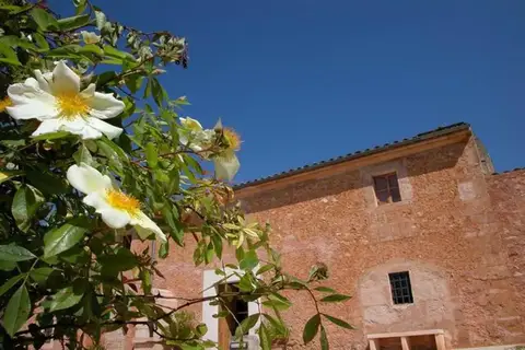 Son Bernadinet, Campos