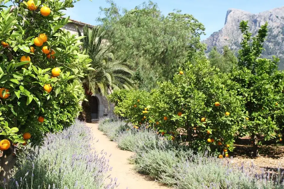 Ca's Curial, Puerto de Sóller